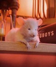 Peekaboo taxidermy mouse shelf - mouse,