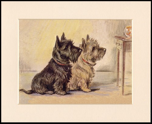 Cairn terrier dog art - dog,