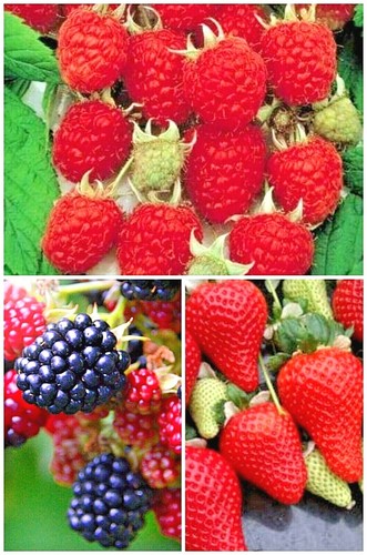 Pack berry seeds - 3,