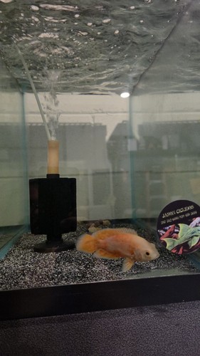Chili red oscar fish 4 - chili,