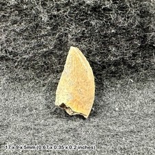 Majungasaurus dinosaur tooth