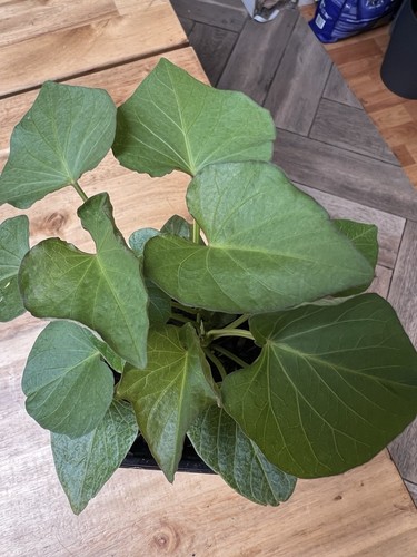 Sweet potato 9cm pot - x, in