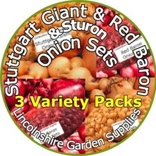 Spring Planting Onion Sets 3