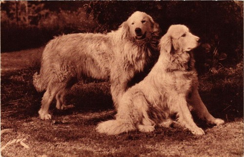 Cpa kuvasz dogs - cpa, (727399)