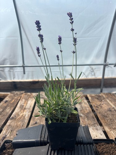 Royal velvet english - english, lavender