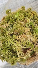 Quality irish sphagnum moss - irish,