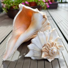 Lightning Whelk Shells Natural