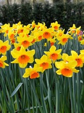 10-500 Daffodil RED DEVON