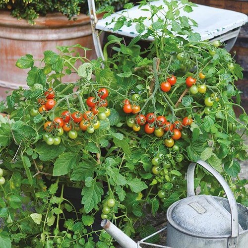 Tomato cherry losetto - losetto, f1