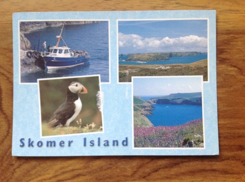 Postcard puffin skomer - postcard,