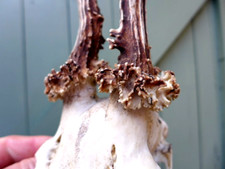 Roe Deer Skull Antlers Trophy