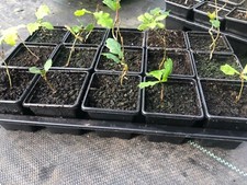 Ornamental Tree Collection-Multibuy Discount-Suitable for Bonsai-Plant Passport