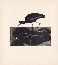 1929 JACANA Print Wood Engraving - Bird Wall Art - 7.25 x 8 Inches