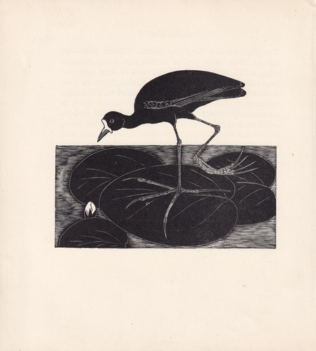 1929 jacana print wood - 1929,