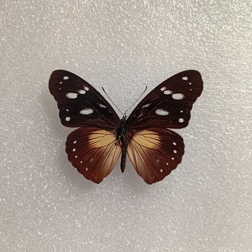 Variable diadem butterfly - diadem,