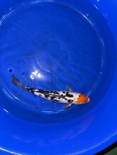 Japanese Koi Tancho Sanke 13