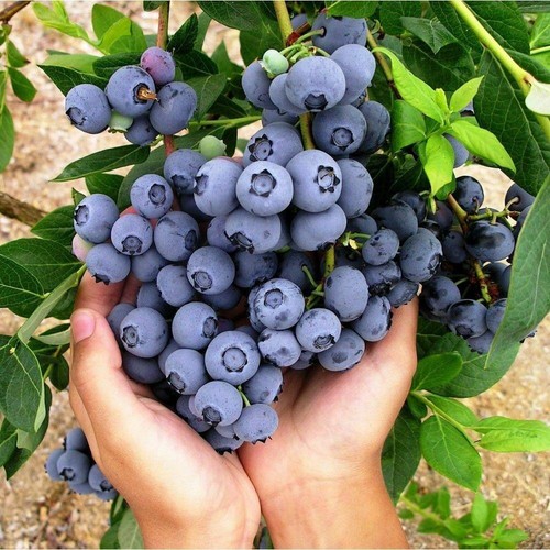 Blueberry plants duke - 3,