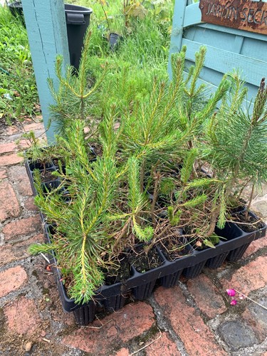 Scots pine trees - x5, 2