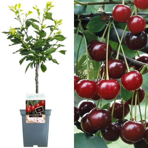 Patio fruit tree collection - tree,