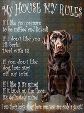 Chocolate Labrador Dog My