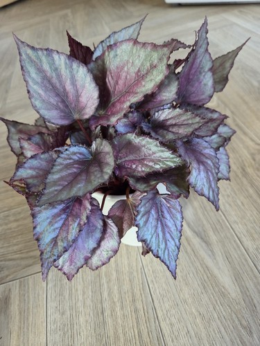 Begonia rex beleaf moari - rex, “moari