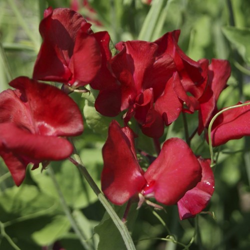 Sweet pea winston churchill - pea,