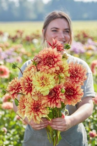 Dahlia tuber dazzling magic - tuber,