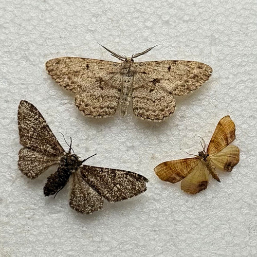 Lot pinned moth specimens - of,