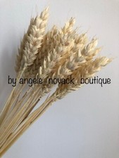 25 STEMS DRIED WHEAT BUNCH