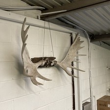 Moose Horns Man Cave Hunting Lodge Cafe Diner 