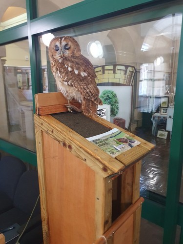 Tawny owl box - tawny,