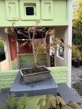 japanese acer maple bonsai