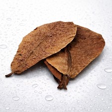 Indian Almond Leaves (Catappa)