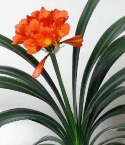 Miniature clivia orange 81 - miniature, :