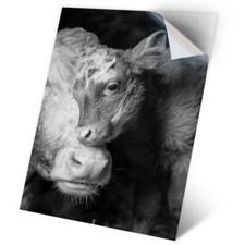 1 x Vinyl Sticker A2 - BW - Cow and Calf Farm Animal #35607