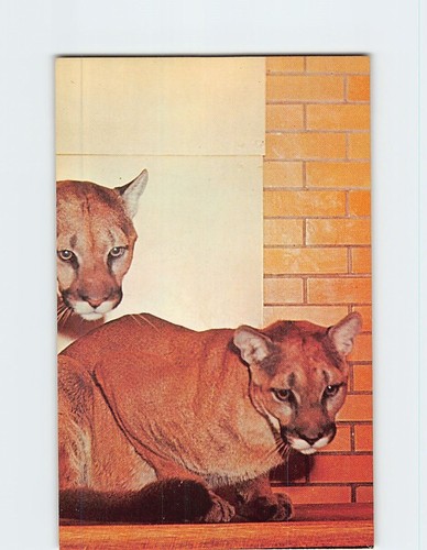 Postcard cougars como park zoo - cougars,