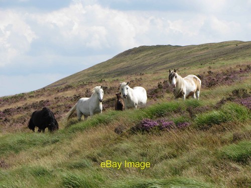 Photo 6x4 wild horses - 6x4,