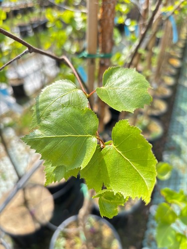 Betula pendula fastigiata - pendula, 'fastigiata
