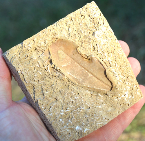 Amazing rare fossil - , &