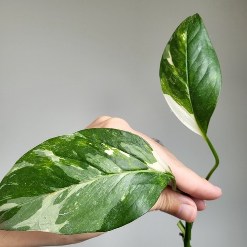 Monstera lechleriana albo - monstera,
