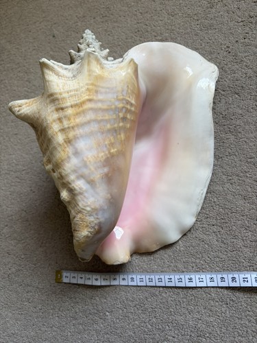 Large pink queen conch shell - pink,