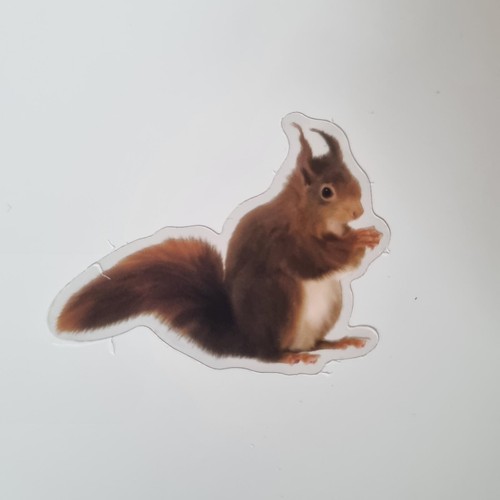 Charming red squirrel with - charming,