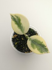 Hoya para 'Emerald Frost '