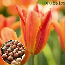 Tulip bulbs Ballerina Lily