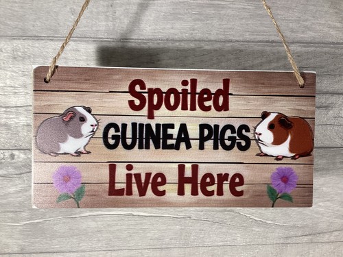 Spoiled guinea pigs live - spoiled,