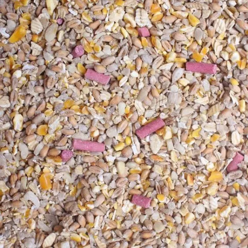 Wild bird food - bird,
