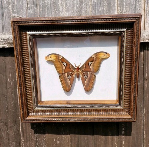 Vintage atlas moth a - moth,