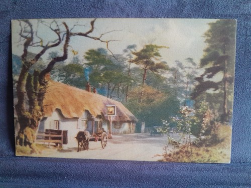 Cat fiddle inn new - fiddle, forest