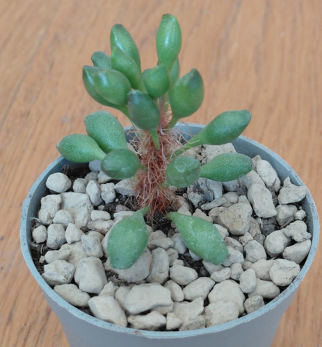 Adromischus cristatus var