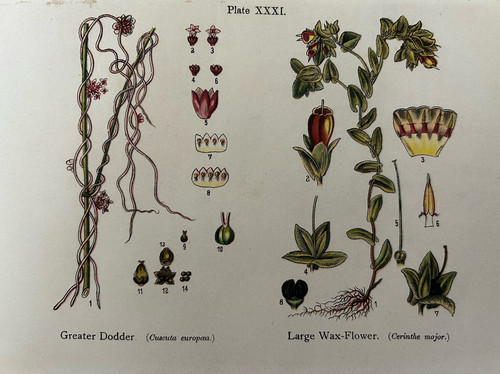 Antique print great dodder - antique,